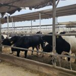 GDD Begins Inspection of Qurban Animals at Livestock Farms in Egypt