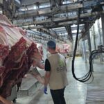 غزي دستك تبدأ مشروع الأضاحي لهذا العام في مزارعها المنتشرة حول العالم