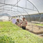 غزي دستك تبدأ في تنفيذ مشروع الطرود الزراعية للنازحين في مخيمات الإيواء